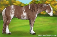 Horse Color:White Spotted Chestnut Sabino 