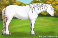 Horse Color:White Spotted Chestnut Appaloosa 