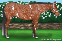 Horse Color:White Spotted Bay Ice 
