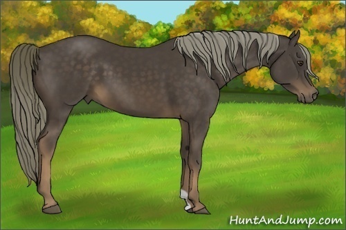 Horse Color:Liver Chestnut