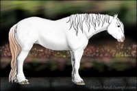 Horse Color:Bay Dun Splash Appaloosa