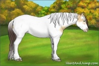Horse Color:Amber Champagne Dun Splash Tobiano Frame 