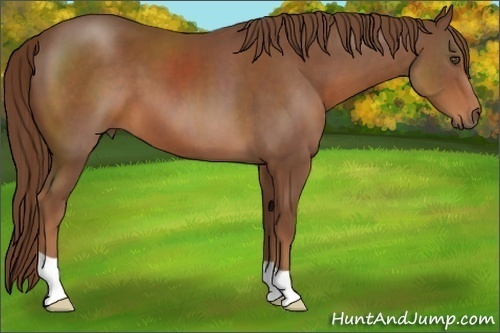 Horse Color:Chestnut 