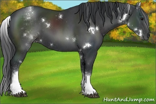 Horse Color:White Spotted Black 