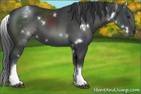 Horse Color:White Spotted Black 