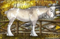 Horse Color:White Spotted Silver Buckskin Ice Roan Onyx Splash Rabicano