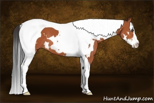 Horse Color:Bay Splash Tobiano Frame