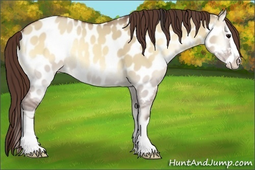 Horse Color:Classic Champagne Onyx Splash Appaloosa