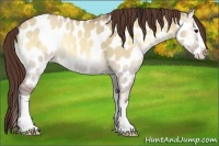 Horse Color:Classic Champagne Onyx Splash Near Leopard 