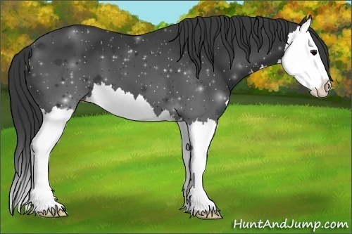 Horse Color:Black Splash