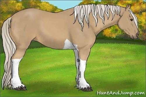 Horse Color:Palomino Tobiano 