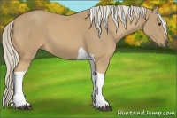 Horse Color:Palomino Tobiano 