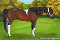 Horse Color:Bay Tobiano