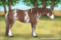 Horse Color:White Spotted Chestnut Sabino