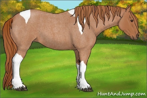 Horse Color:Red Roan Tobiano 