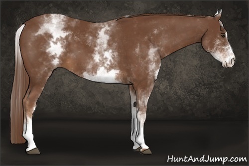 Horse Color:White Spotted Chestnut Sabino 