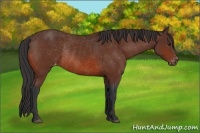 Horse Color:Bay Varnish Rabicano