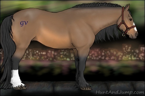 Horse Color:Buckskin 