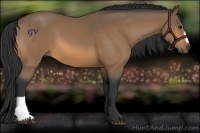 Horse Color:Buckskin 