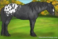 Horse Color:Black Appaloosa 