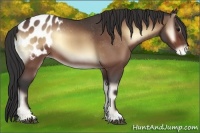 Horse Color:Bay Roan Onyx Appaloosa 