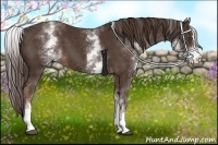Horse Color:White Spotted Liver Chestnut Sabino 