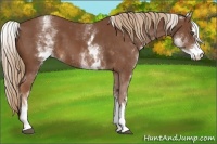 Horse Color:White Spotted Chestnut Sabino