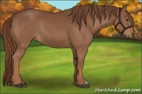 Horse Color:Chestnut Rabicano