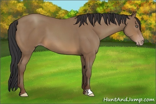 Horse Color:Sable Champagne