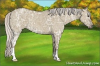 Horse Color:Silver Grullo Ice
