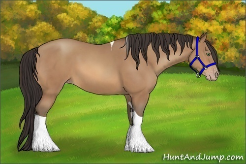 Horse Color:Amber Champagne Tobiano