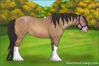 Horse Color:Amber Champagne Tobiano