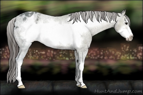 Horse Color:Bay Ice Frame Appaloosa 