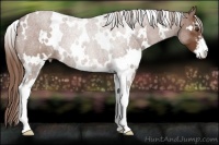 Horse Color:White Spotted Chestnut Sabino