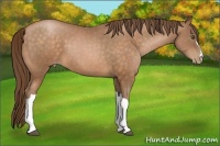 Horse Color:Bay Pearl 