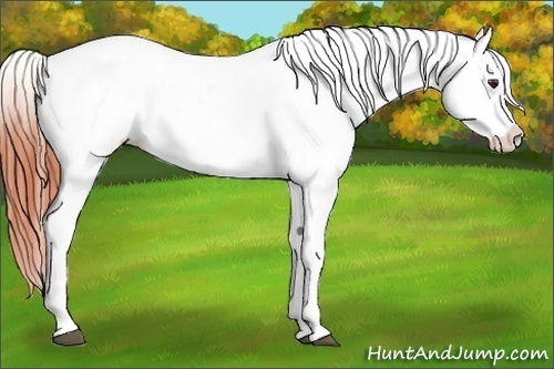 Horse Color:White Spotted Bay Dun Appaloosa 