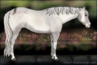 Horse Color:Silver Blue Onyx Appaloosa