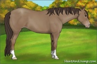 Horse Color:Classic Champagne 
