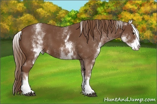 Horse Color:White Spotted Chestnut Sabino