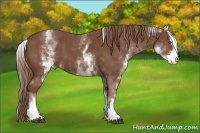 Horse Color:White Spotted Chestnut Sabino 