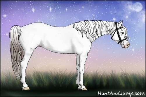 Horse Color:Liver Chestnut Sabino Appaloosa 