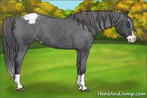 Horse Color:Black Splash Appaloosa 