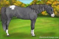 Horse Color:Black Splash Appaloosa 