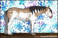 Horse Color:White Spotted Bay Dun Splash Frame