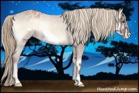 Horse Color:Red Onyx Roan Frame Appaloosa