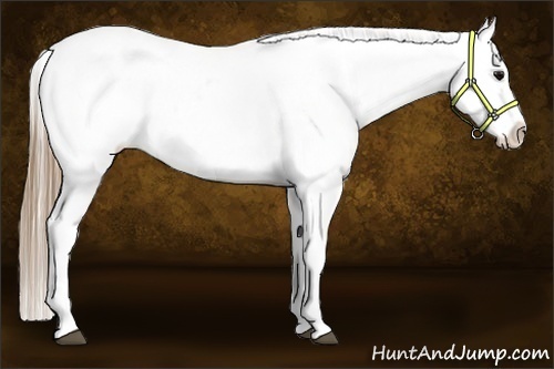 Horse Color:Smoky Black Near Leopard 