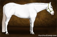 Horse Color:Smoky Black Near Leopard 