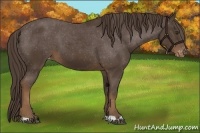 Horse Color:Liver Chestnut Varnish 