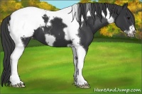 Horse Color:Black Tobiano Frame Appaloosa 
