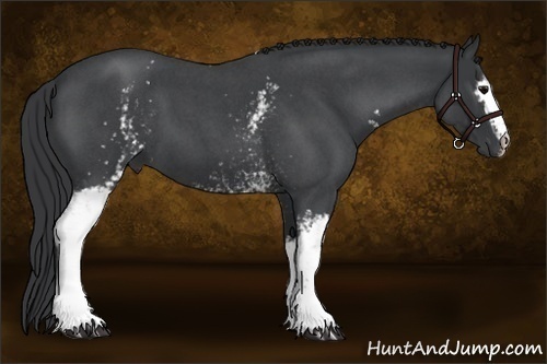 Horse Color:White Spotted Blue Roan 